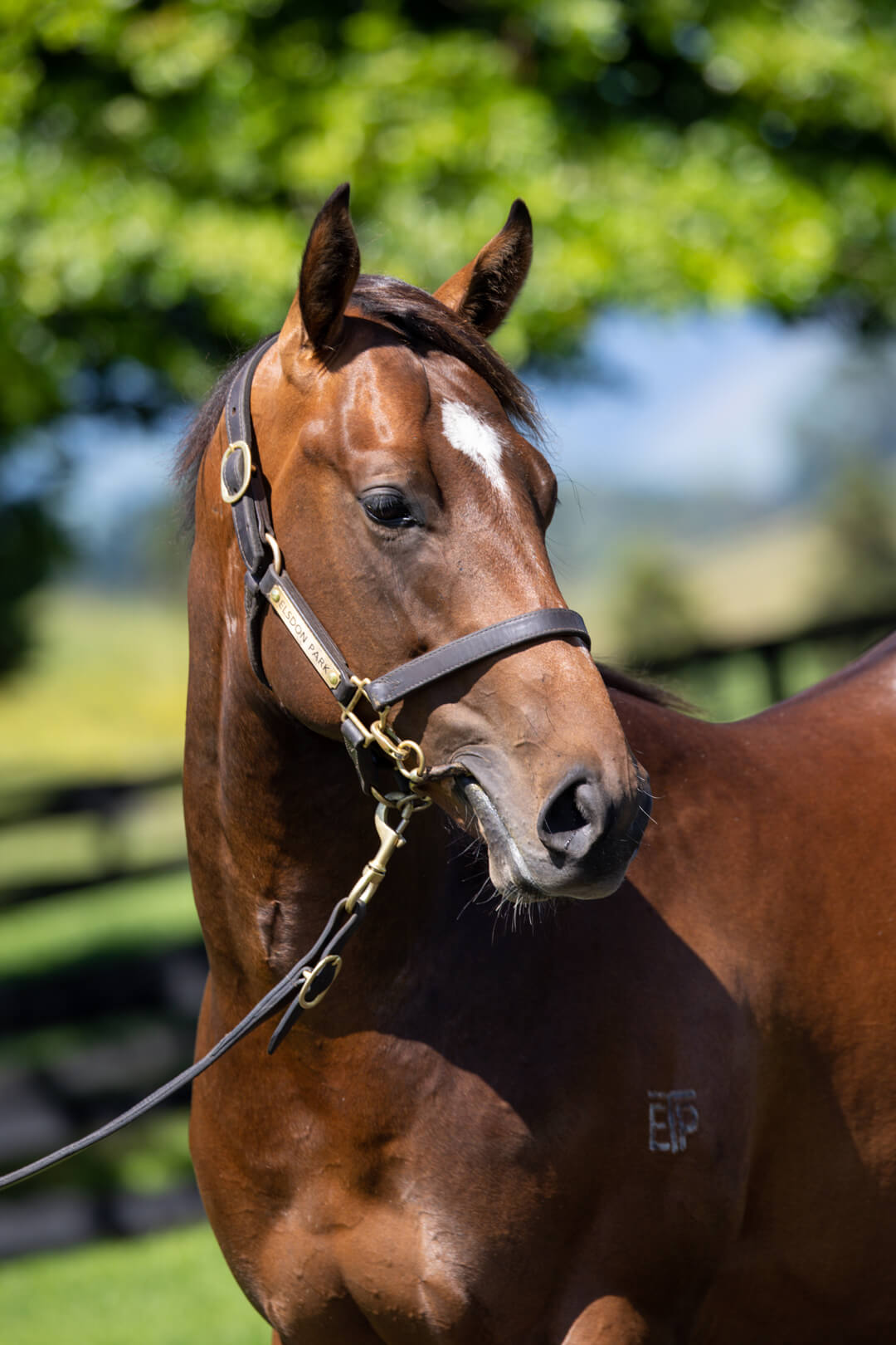 Lot 337, Super Seth - Mary d'Or, colt - Elsdon Park