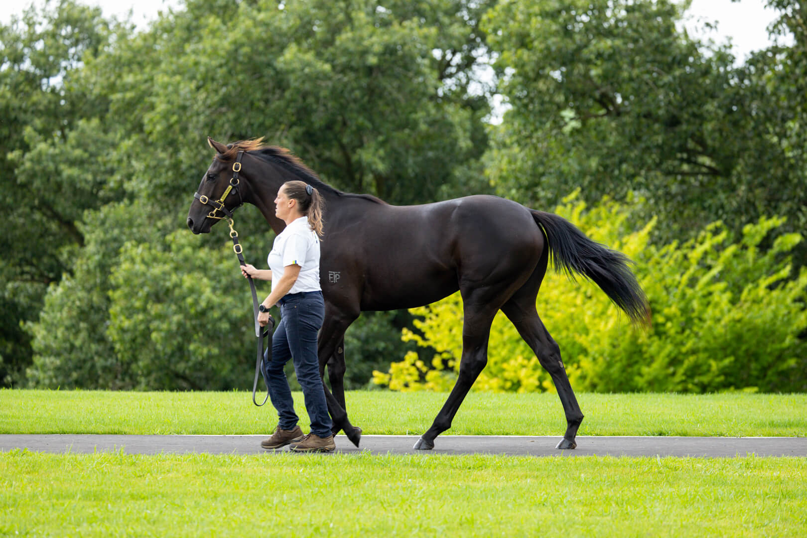 first-yearling-draft-ready-to-make-mark-elsdon-park