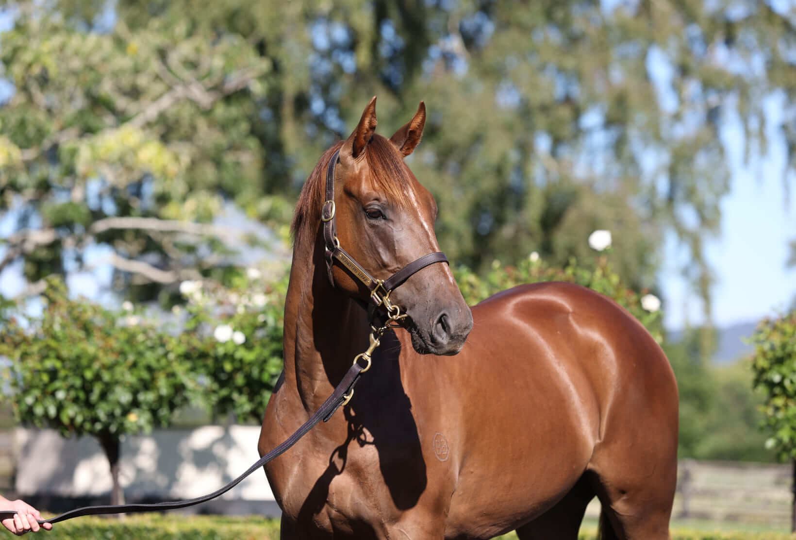 Ethereal Star more than just a one-race filly - Elsdon Park